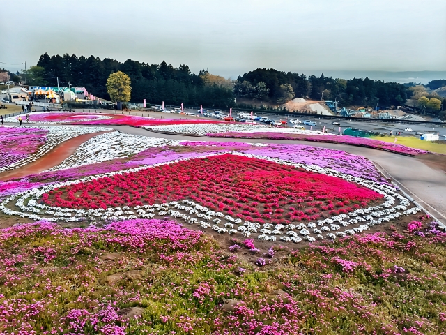 群馬県のみさと芝桜公園に広がるピンク色の芝桜畑（2025年GWにおすすめの穴場スポット）