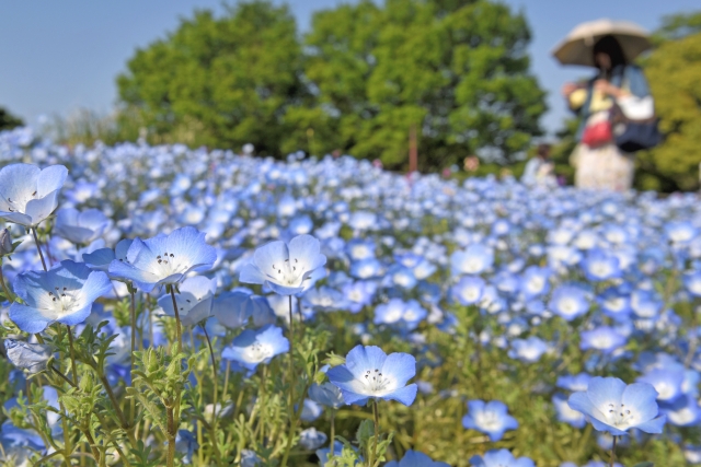 昭和記念公園のネモフィラ畑（春のピクニックに最適な日帰りスポット）