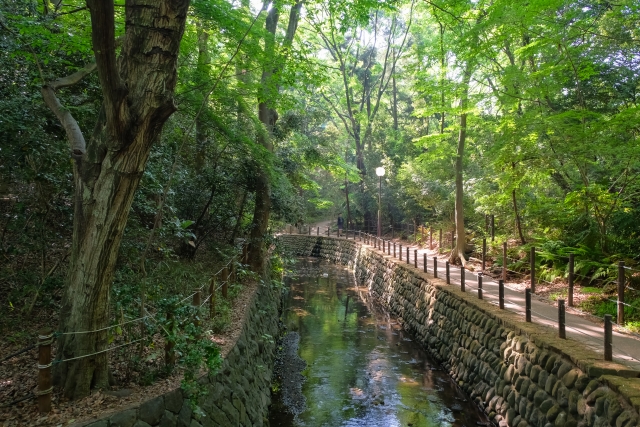 東京都内にある等々力渓谷の渓流と緑に囲まれた散策路（23区内の静かな自然スポット）


