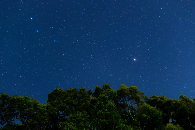 満天の星が輝く阿智村の夜空と木々のシルエット